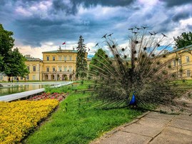 the Czartoryskis Palace with a peacock in front of it