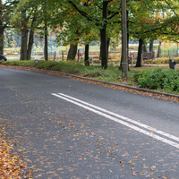 Zdjęcie ulicy w otoczeniu drzew