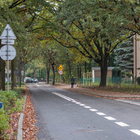 Zdjęcie ulicy w otoczeniu drzew