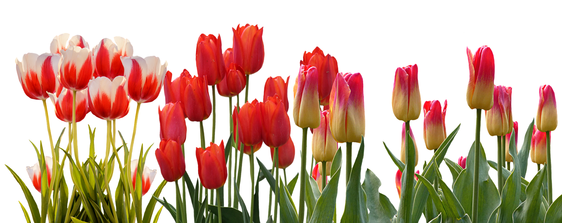 tulip-3024741_1920.png